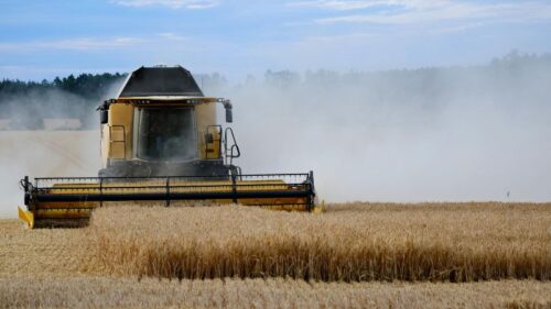 A yellow and blue New Holland combine harvester in a dusty field, harvesting wheat in the early evening.
